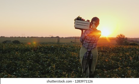 Вид сзади: Женщина-фермер с коробкой свежих овощей ходит вдоль своего поля. Здоровое питание и свежие овощи