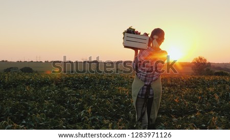Rear view: A female farmer with a box of fresh vegetables walks along her field. Healthy Eating and Fresh Vegetables