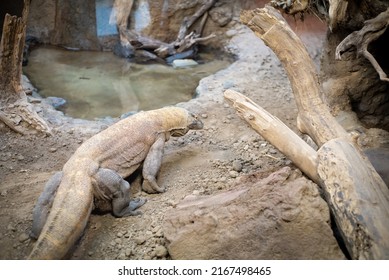 Rear view of a giant Komodo dragon or Varanus komodoensis in natural habitat with tree trunks, branches and pond of zoo in North Texas, America. Komodo monitor a member of lizard family - Shutterstock ID 2167498465