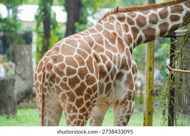 Rear view of a giraffe showing its patterned back and tail while feeding.