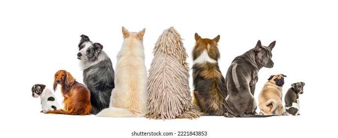 Rear View Of A Group Of Dogs Looking Up, Isolated On White