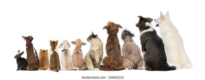 Rear view of a group of pets, Dogs, cats, rabbit, sitting, isolated on white