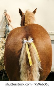 Image result for images of horse's rear end