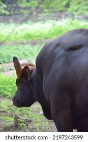 Rear View Of Indian Gaur