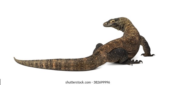 Rear View Komodo Dragon Isolated On Stock Photo 382699996 | Shutterstock