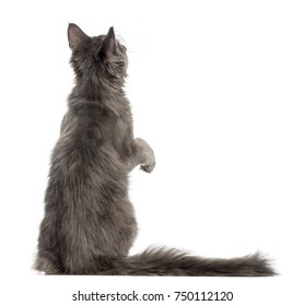Rear view of a Maine-Coon kitten on hind legs, pawing up, 4 months old, isolated on white