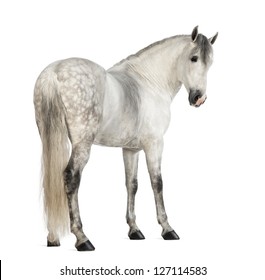 Rear view of a Male Andalusian, 7 years old, also known as the Pure Spanish Horse or PRE, looking back against white background