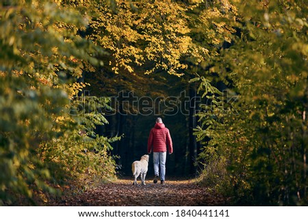 Rear view of man with dog in autumn nature. Pet owner is walking with his labrador retriever into forest.