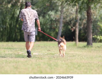 A Rear View Of A Man Walking Along With His Dog In A Park