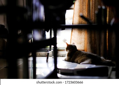 Rear View Of Orange Fat Cat Looking Sadly Outside The Door Through Blurred Foreground. Cat Missing To Play Outside But Being Lockdown Or Grounded Waiting For Someone Or Something To Happen.