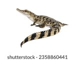 Rear view of a Philippine crocodile with its long in the foreground, Crocodylus mindorensis, isolated on white