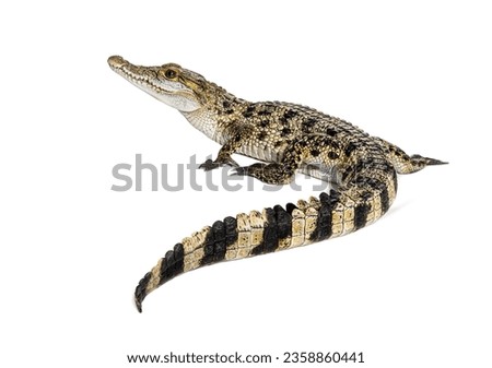Rear view of a Philippine crocodile with its long in the foreground, Crocodylus mindorensis, isolated on white
