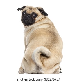 Rear view of a Pug sitting and looking at the camera, isolated on white (1 year old)