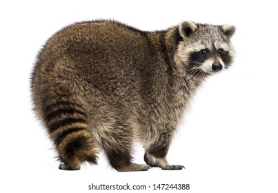 18,176 Raccoon White Background Images, Stock Photos & Vectors ...