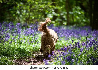 Rear View Of A Red Dog Walking Through A Bluebell Woodland