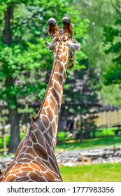 Rear view of a reticulated giraffe's upper body - Shutterstock ID 1777983356