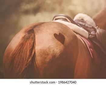 Rear view of the rump of a sorrel horse with a heart symbol shaved on it. And on the back of the horse is a leather saddle and a pink saddlecloth, illuminated by sunlight. Romance. Equestrian life.