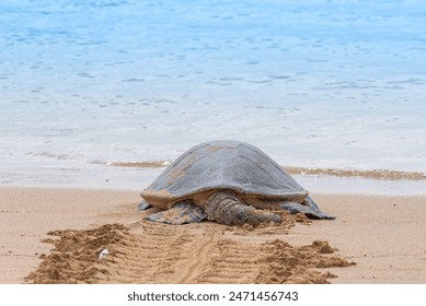 Rear view of sea turtle crawling into the ocean from the beach - Powered by Shutterstock
