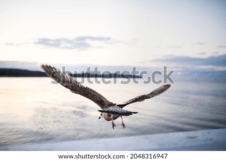 Similar – Gull flies over the sea at dusk