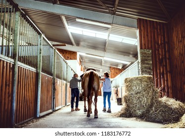 A Rear View Of Senior Couple Petting A Horse In A Stable.