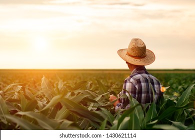  Hintere Sicht auf den hohen Bauern, der auf dem Maisfeld steht und die Ernte bei Sonnenuntergang untersucht.