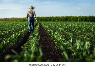 Rear view of senior farmer walking in corn field examining crop in his hands at sunset. - Powered by Shutterstock