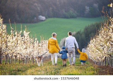 Rear view of senior grandparents with toddler grandchildren walking in orchard in spring.