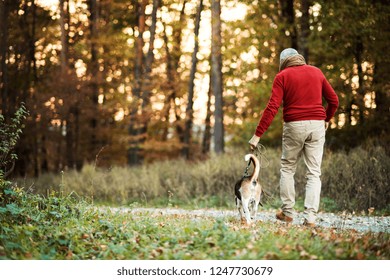 A Rear View Of Senior Man Walking With A Dog In An Autumn Nature At Sunset.