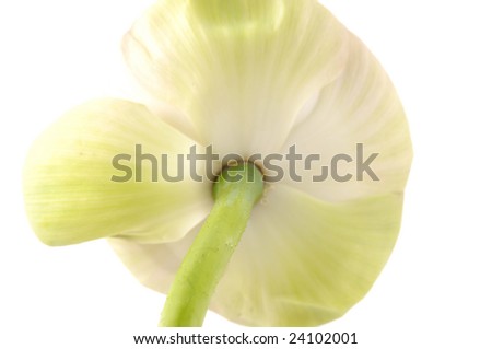 Similar – Image, Stock Photo interior life Nature Plant