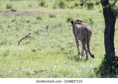 Rear view of solitary cheetah as it stalks prey. Sunshine adds extra depth to the spotted fur outline whilst alert ears and trailing tail adds to the scene. Figure is outlined by open green grasses.