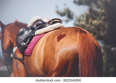 Rear view of a sorrel horse with the image of the heart symbol on the rump and with a leather saddle and a pink saddlecloth on the back on a sunny day. Romance and horse riding. Equestrian sports.