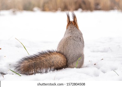 A Rear View Of A Squirrel In Grey Winter Coat Against The Snow Background. The Magnificent Tail Of A Squirrel. Eurasian Red Squirrel, Sciurus Vulgaris