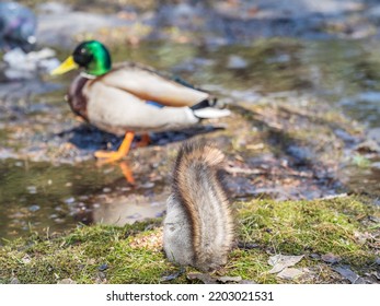 A Rear View Of A Squirrel In Grey Winter Coat Against The Fallen Leaves Background. The Magnificent Tail Of A Squirrel. Eurasian Red Squirrel, Sciurus Vulgaris