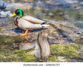 A Rear View Of A Squirrel In Grey Winter Coat Against The Fallen Leaves Background. The Magnificent Tail Of A Squirrel. Eurasian Red Squirrel, Sciurus Vulgaris