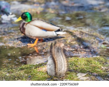 A Rear View Of A Squirrel In Grey Winter Coat Against The Fallen Leaves Background. The Magnificent Tail Of A Squirrel. Eurasian Red Squirrel, Sciurus Vulgaris