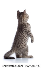 Kitten Behind Images Stock Photos Vectors Shutterstock