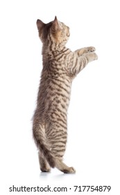 rear view of tabby-cat kitten standing on legs isolated - Shutterstock ID 717754879