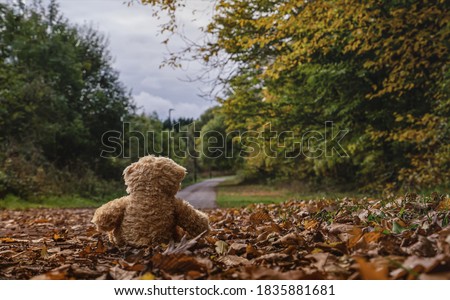 Rear view Teddy bear doll sitting on autum leaves at footpath. Black view lost bear toy looking out on the bicycle path, Lonely ted sitting alone at woodland, International missing children's day