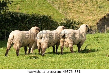 Similar – three sheep of a flock of sheep look curiously into the camera