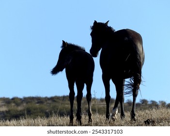 A rear view of two black horses grazing in the wilderness on a warm sunny day - Powered by Shutterstock