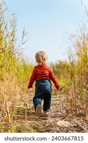 Rear view of a two-year-old toddler girl child in a vest in autumn walking in high dry grass in a thicket of cattails. Beautiful landscape, unity with nature, mystery, the child is alone. 