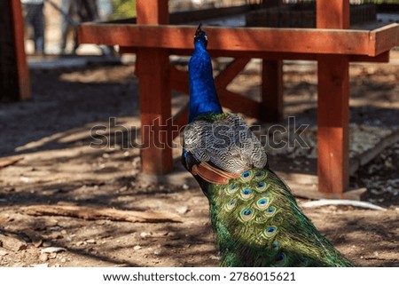 Rear view of a vibrant peacock with patterned tail feathers walking through a zoo enclosure in natural sunlight.