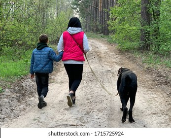 Rear View Of A Woman With A Child And A Dog On A Walk In The Forest. Mom And Son Lead A Dog On A Leash. Family Walk With A Black Dog In The Park.