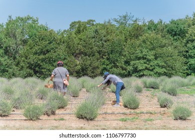 Rear View Young Asian Women Pick Their Own Lavender At Local Farm In Texas, USA. U-pick, Pick Your Own, Harvest Lavender Field Season Concept