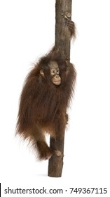 Rear view of a young Bornean orangutan climbing on a tree trunk, Pongo pygmaeus, 18 months old, isolated on white
