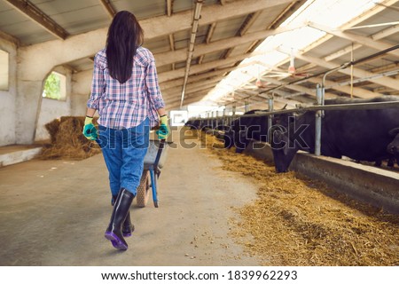 Rear view of a young brunette woman wearing a plaid shirt, jeans and rubber boots walks with a wheelbarrow past the cows standing in a row in the stable. Agriculture and farm concept