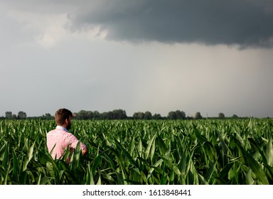 Rear View Of Young Farmer Standing In Corn Field Examining Crop During Bad Weather.		