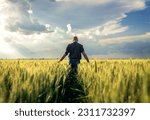 Rear view of young farmer walking in a green wheat field examining crop.