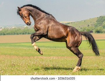 Rearing Bay Horse 