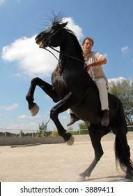 Rearing Black Horse And Man